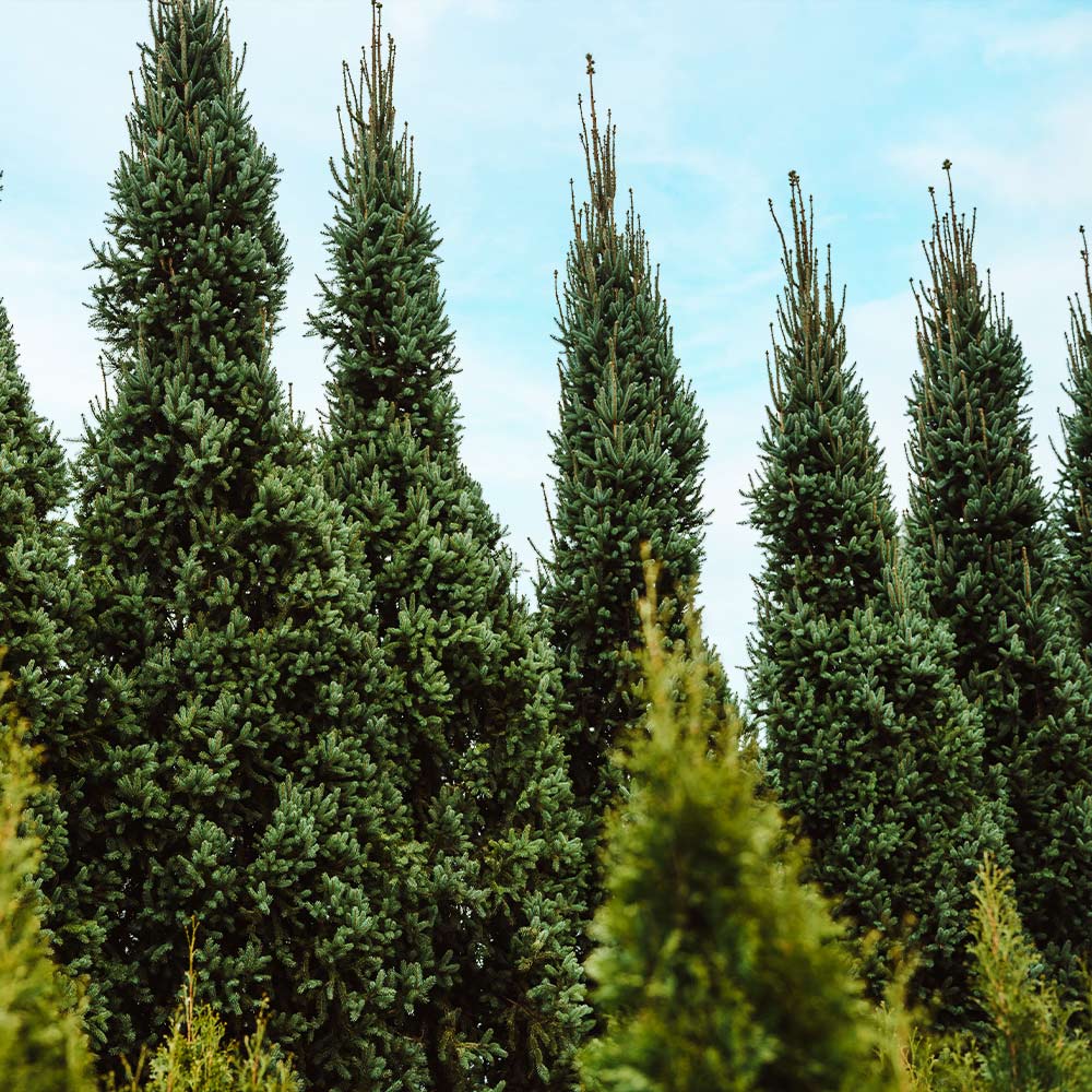 Columnar Norway Spruce - Image 3
