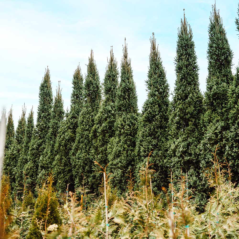 Columnar Norway Spruce - Image 4