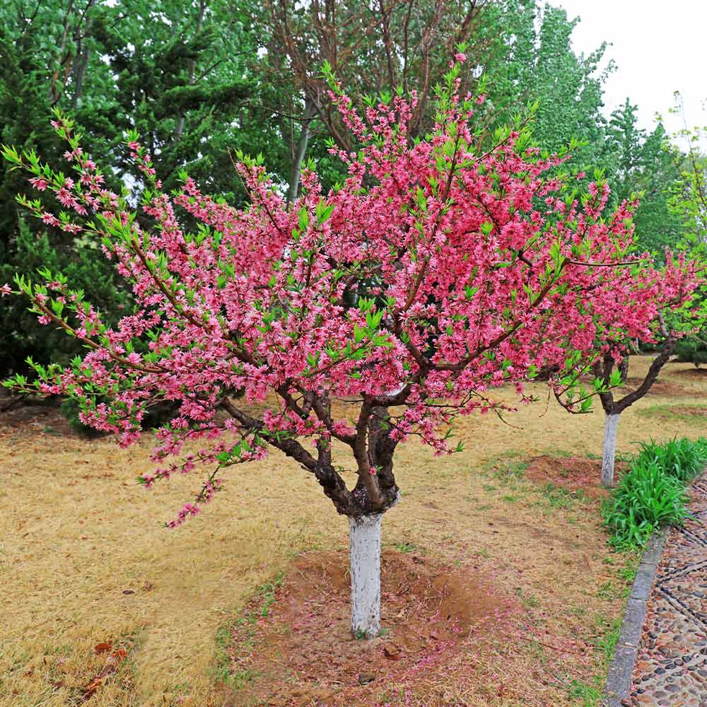 Combination Peach Tree - Image 3