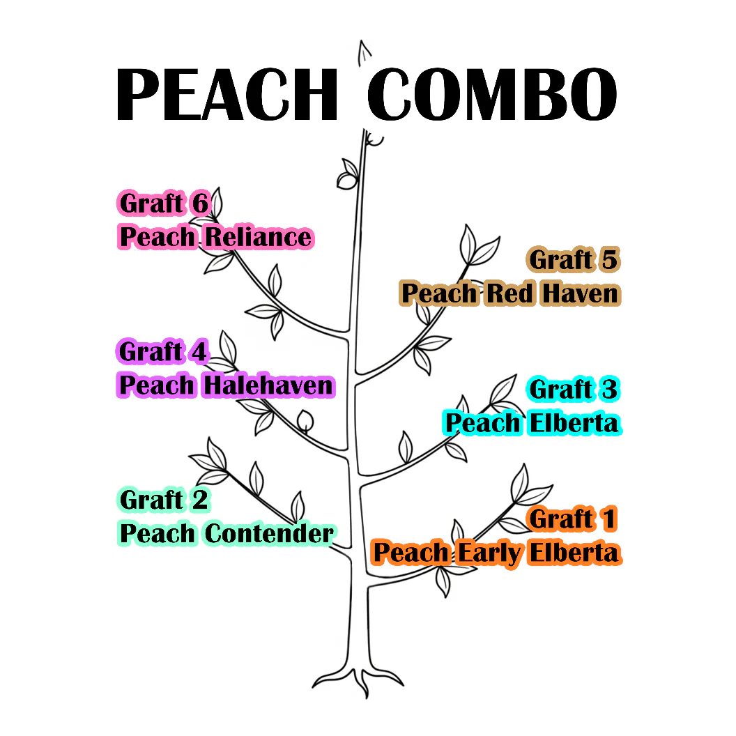 Combination Peach Tree - Image 4
