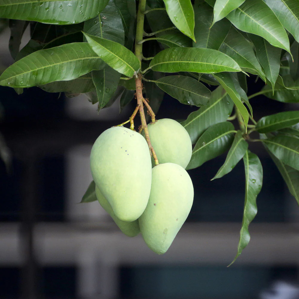 Condo Mango Tree - Image 2