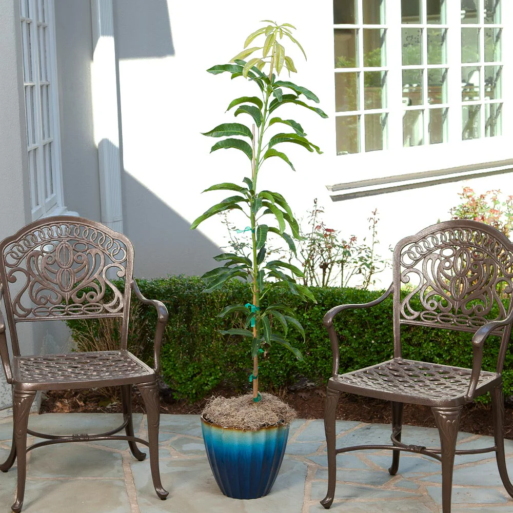 Condo Mango Tree - Image 3