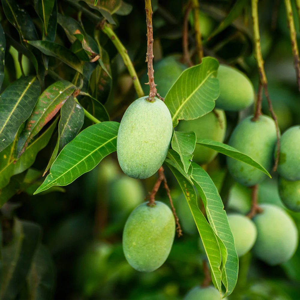 Condo Mango Tree - Image 4