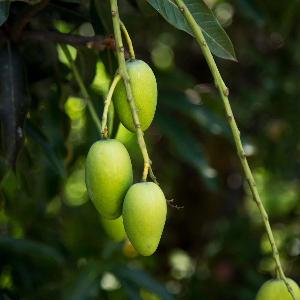 Condo Mango Tree - Image 5