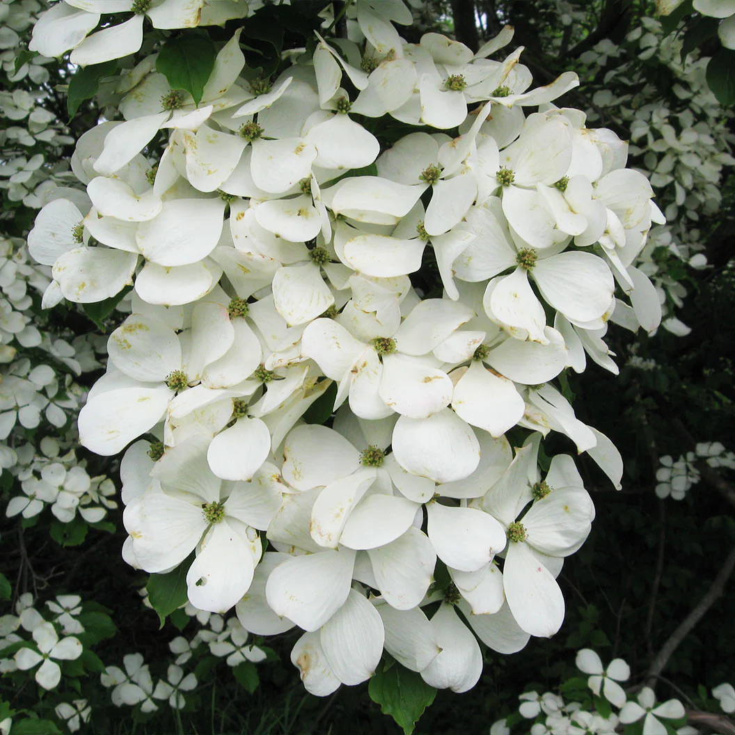 Constellation® White Dogwood - Image 3