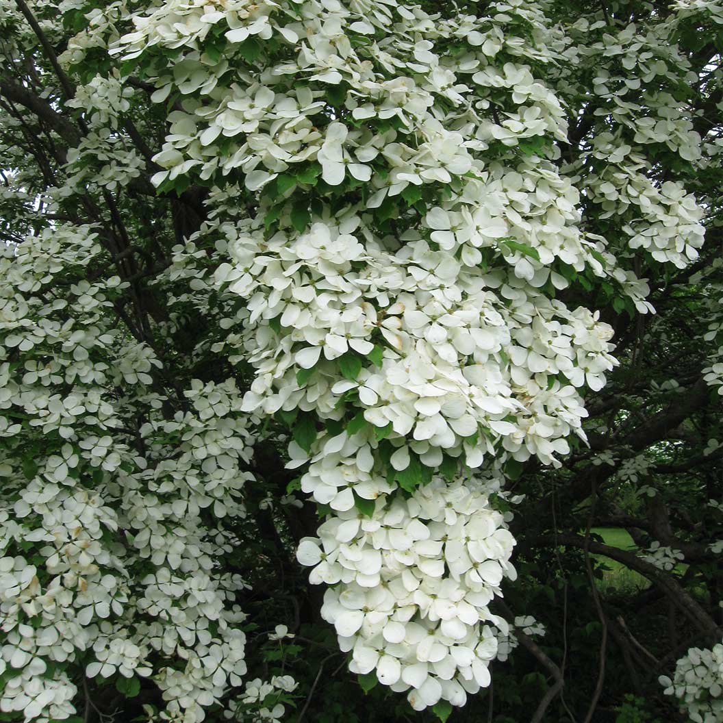 Constellation® White Dogwood - Image 4