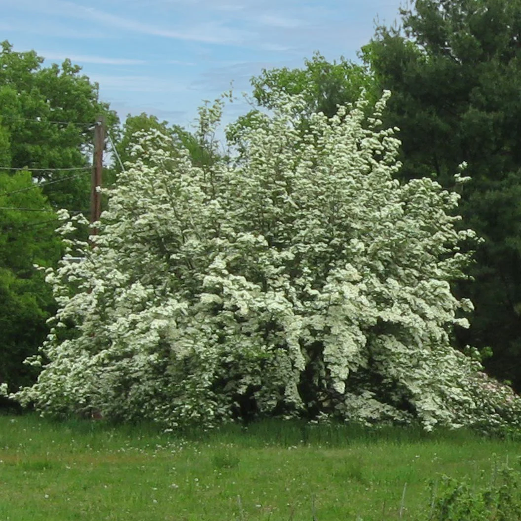 Constellation® White Dogwood - Image 5