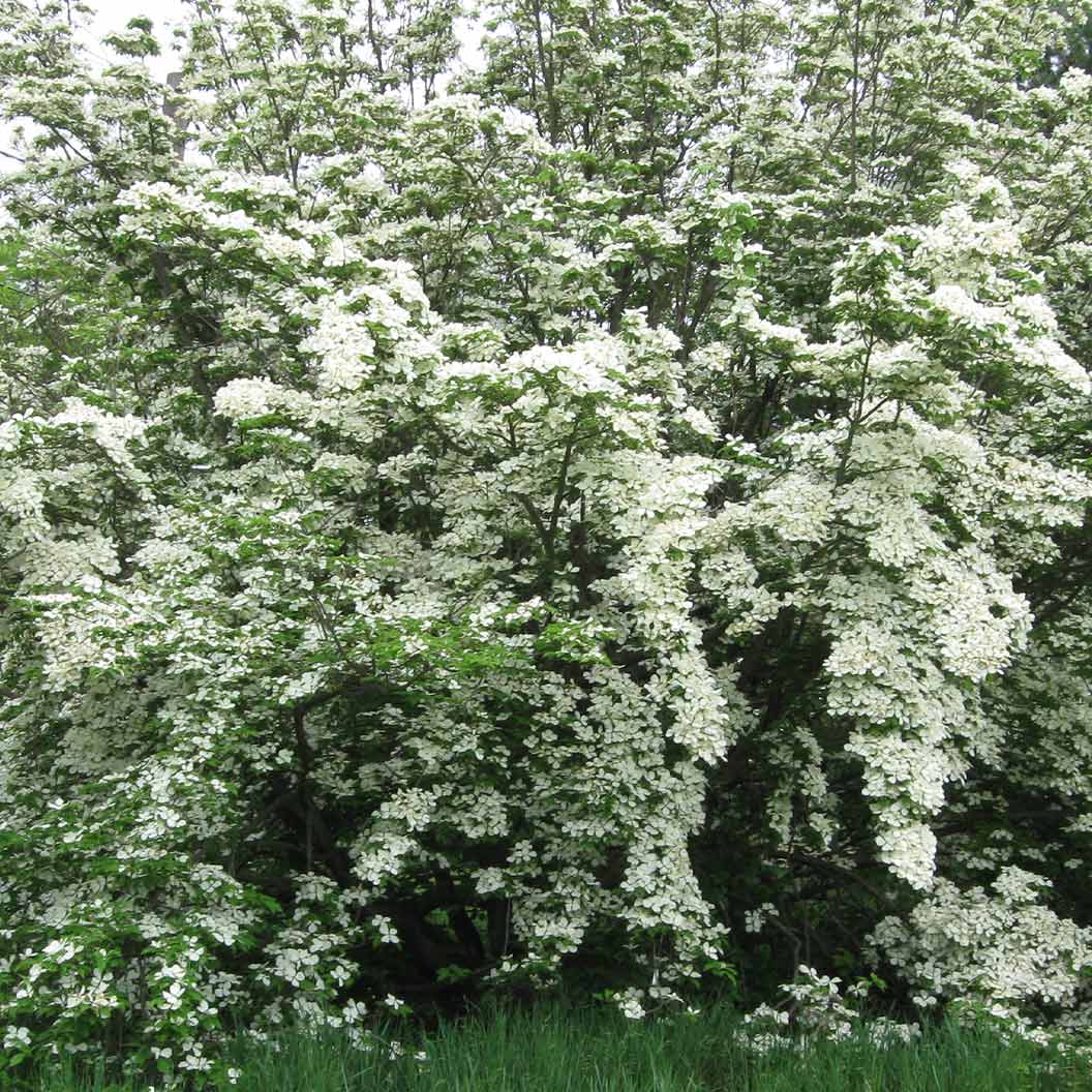 Constellation® White Dogwood - Image 6