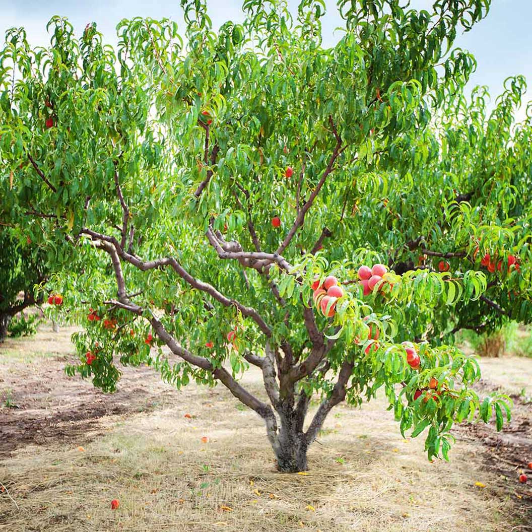 Contender Peach Tree - Image 3