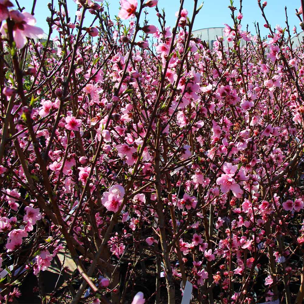 Contender Peach Tree - Image 4