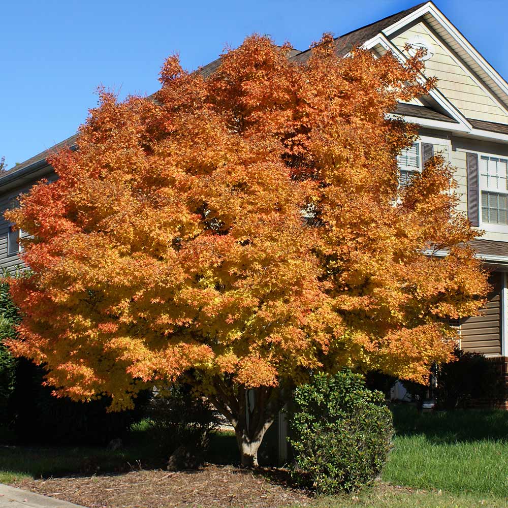 Coral Bark Japanese Maple Tree - Image 3