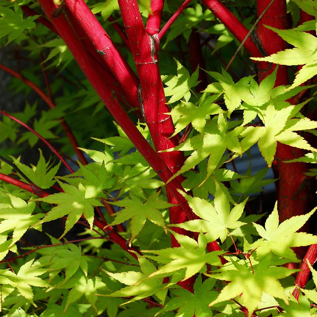 Coral Bark Japanese Maple Tree - Image 4