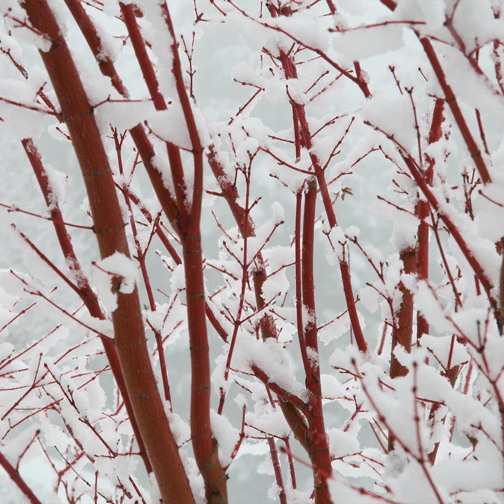 Coral Bark Japanese Maple Tree - Image 5