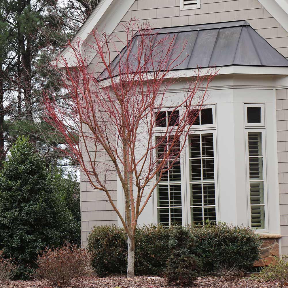 Coral Bark Japanese Maple Tree - Image 6