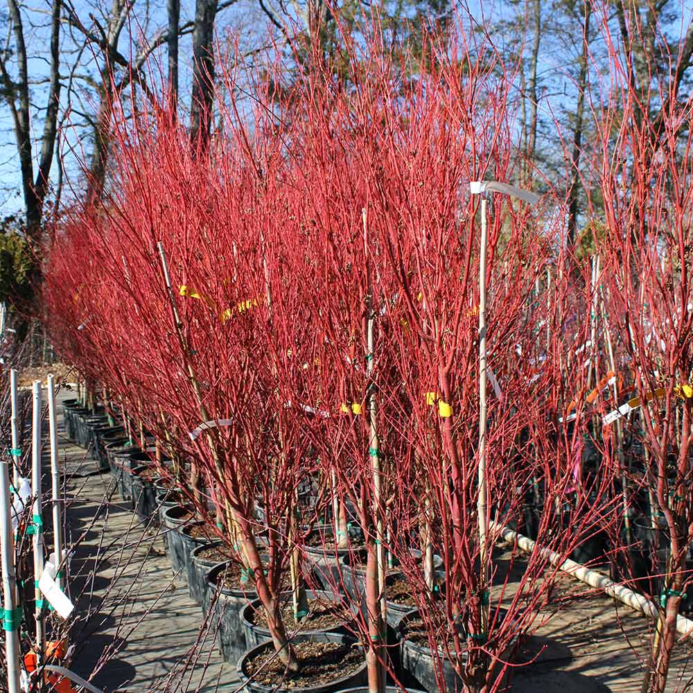 Coral Bark Japanese Maple Tree - Image 7