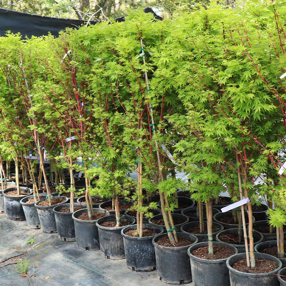 Coral Bark Japanese Maple Tree - Image 8