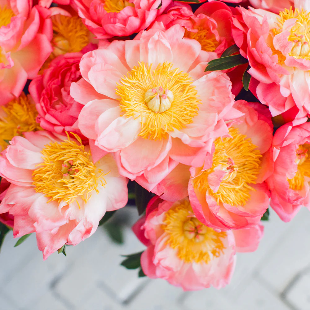 Coral Charm Peony - Image 4