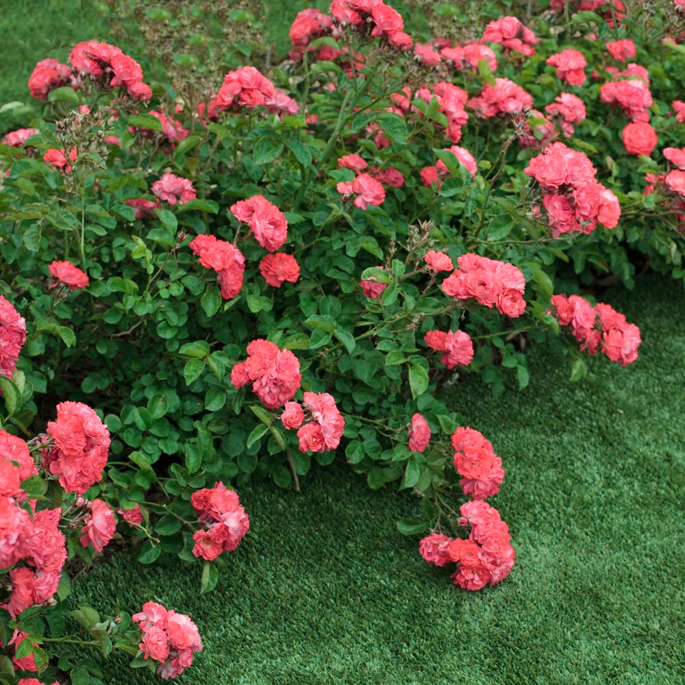 Coral Drift® Rose - Image 3