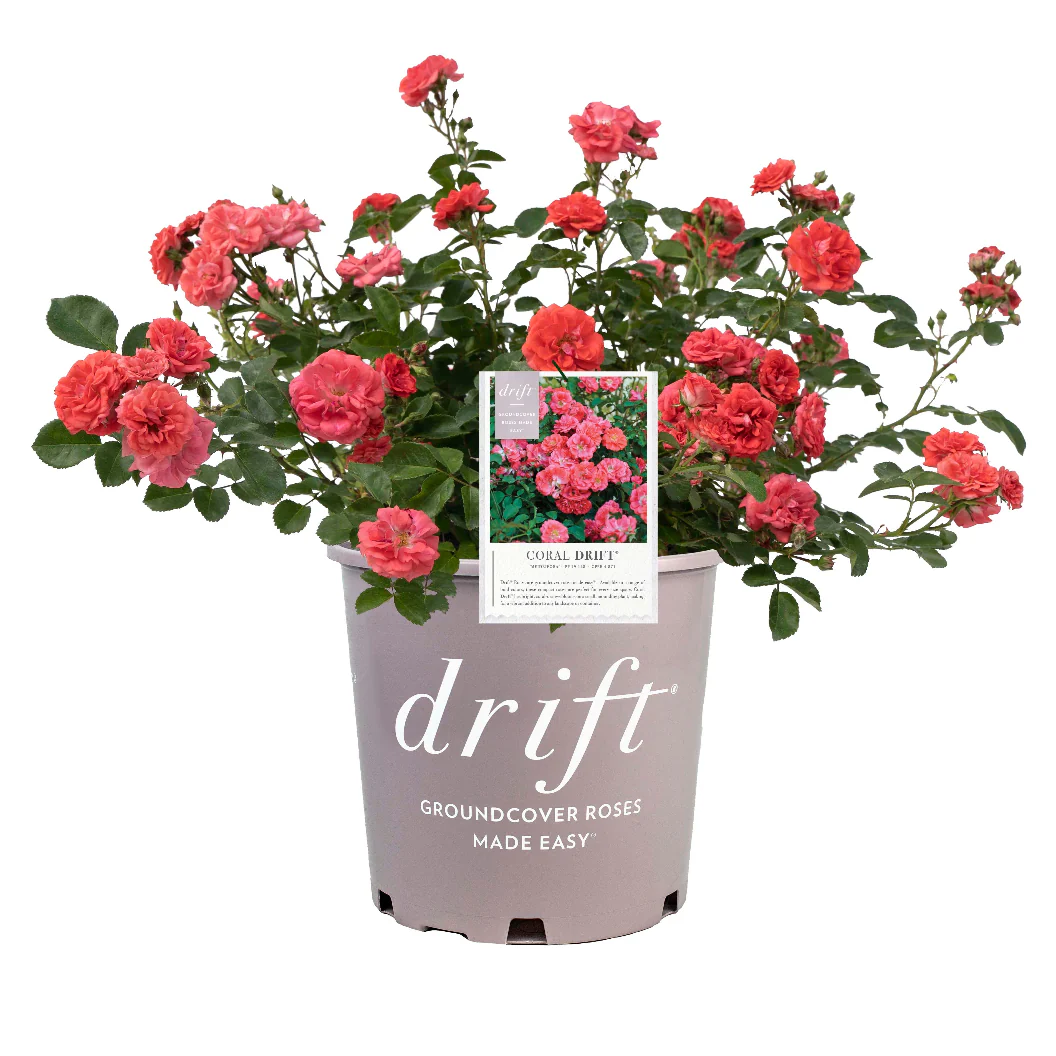 Coral Drift® Rose - Image 4
