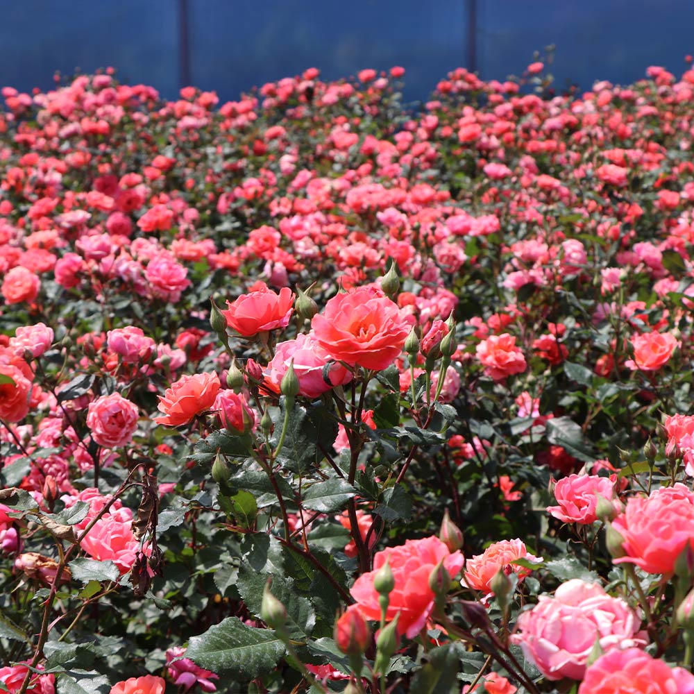 Coral Knock Out® Rose Shrub - Image 3
