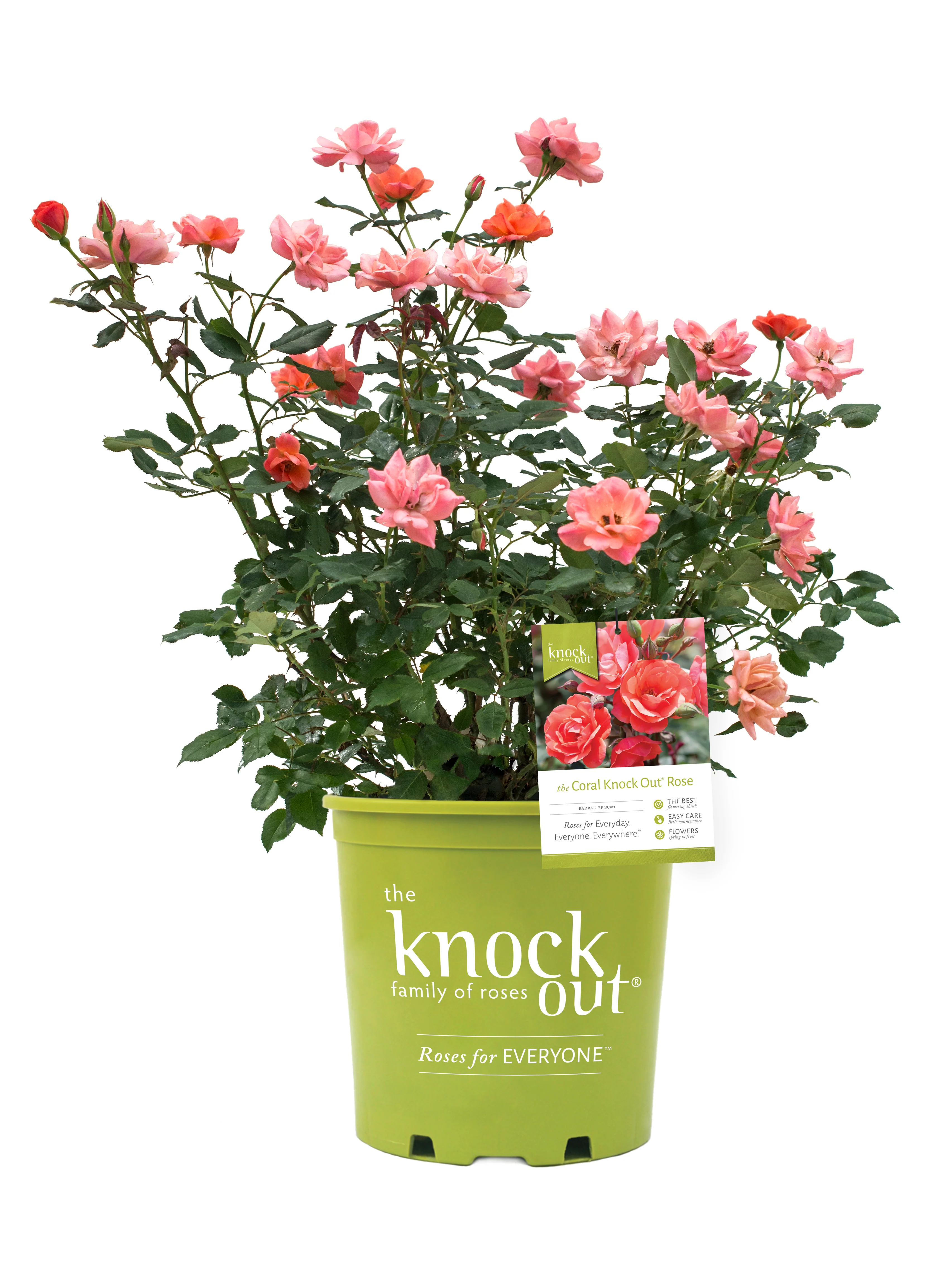 Coral Knock Out® Rose Shrub - Image 5