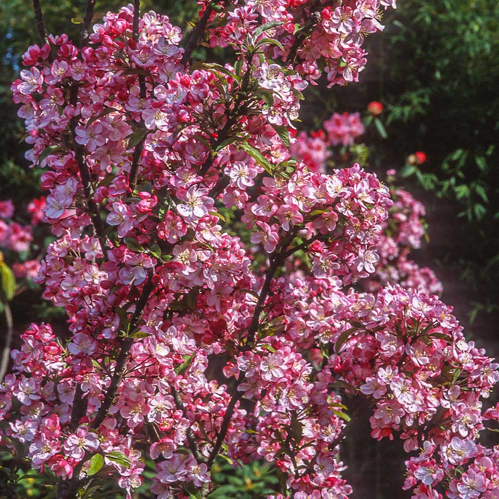 Coralburst® Crabapple Tree - Image 3