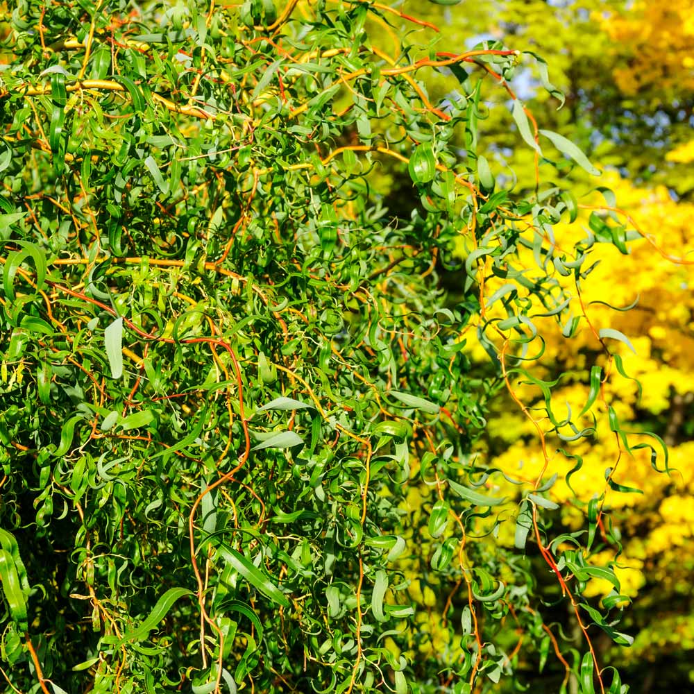 Corkscrew Willow Tree - Image 4