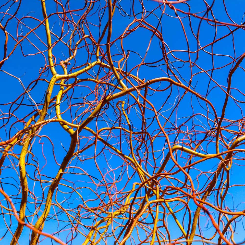 Corkscrew Willow Tree - Image 6