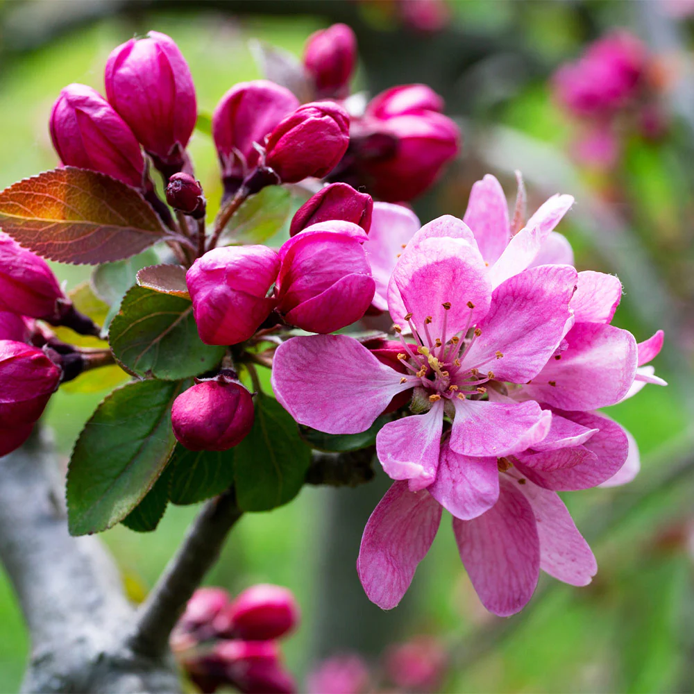 Southern Living® Profusion Crabapple Tree - Image 3