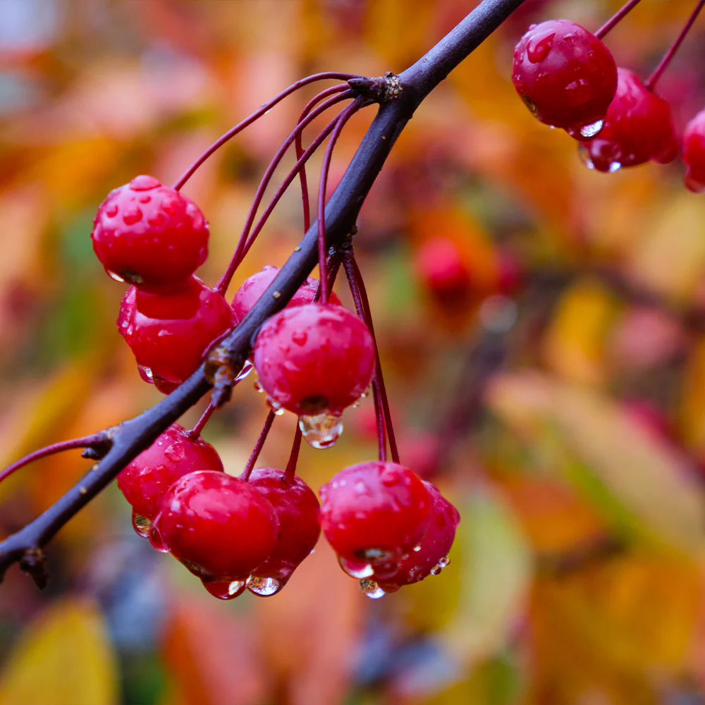 Southern Living® Profusion Crabapple Tree - Image 4