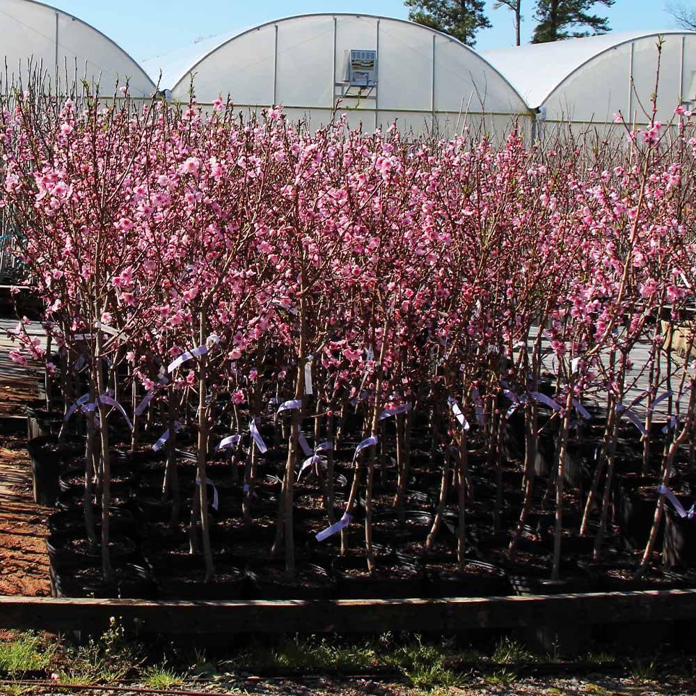 Southern Living® Profusion Crabapple Tree - Image 5