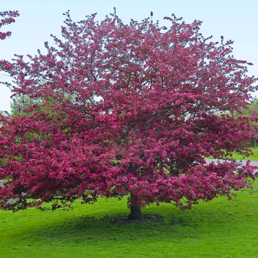 Southern Living® Profusion Crabapple Tree - Image 6