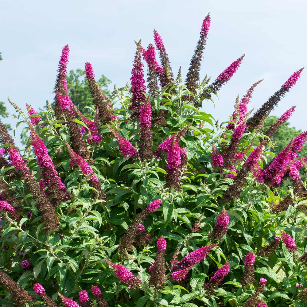 Bloomables® CranRazz Butterfly Bush (Tree Form) - Image 3