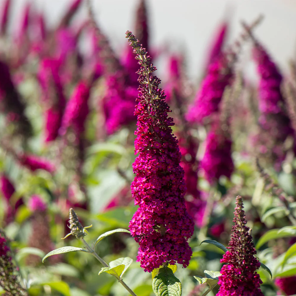 Bloomables® CranRazz Butterfly Bush (Tree Form) - Image 4
