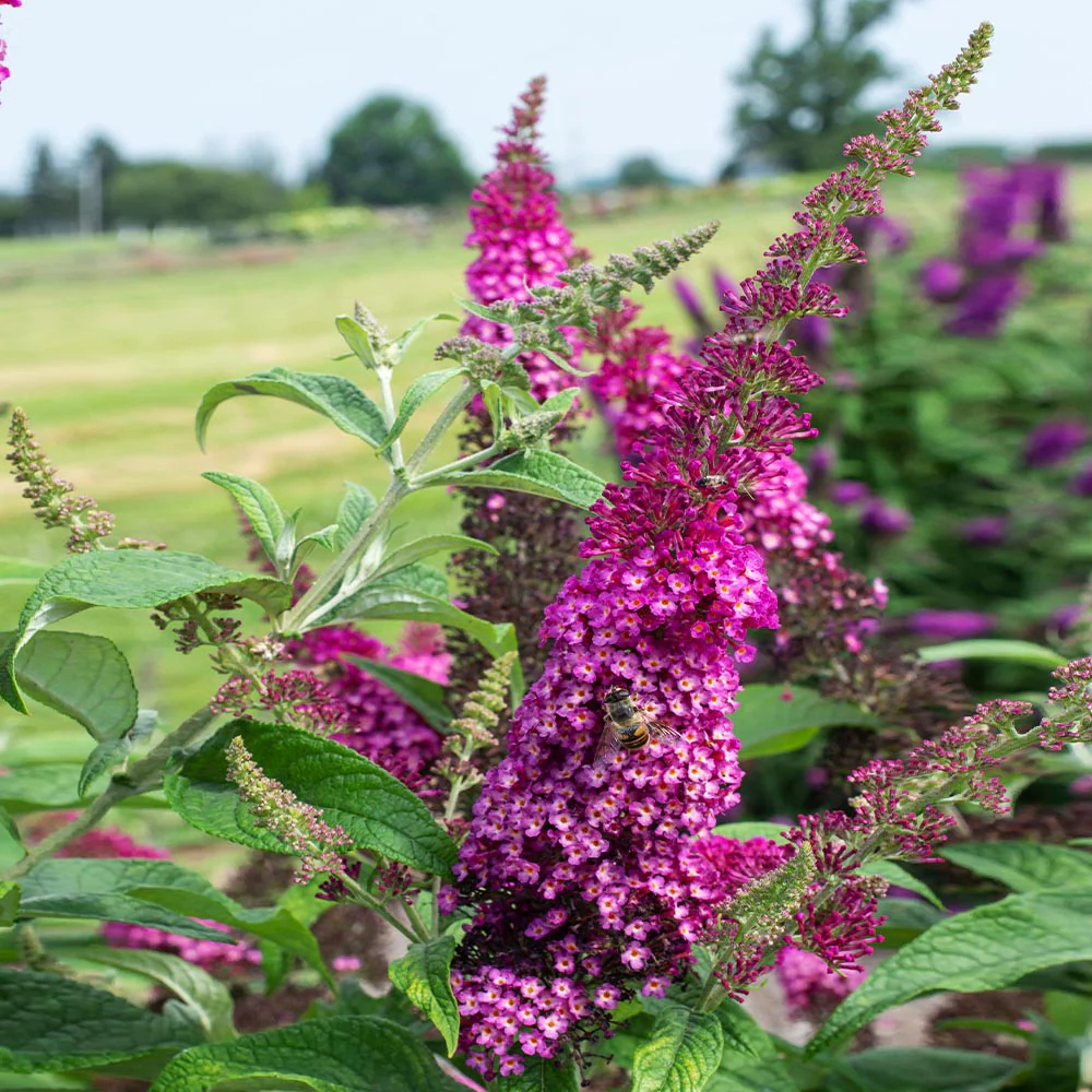 Bloomables® CranRazz Butterfly Bush - Image 3