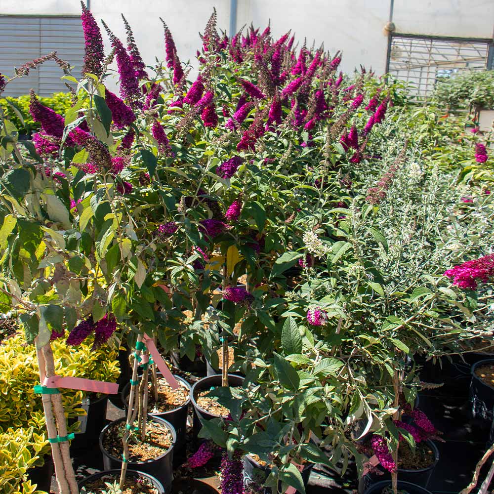 Bloomables® CranRazz Butterfly Bush - Image 5