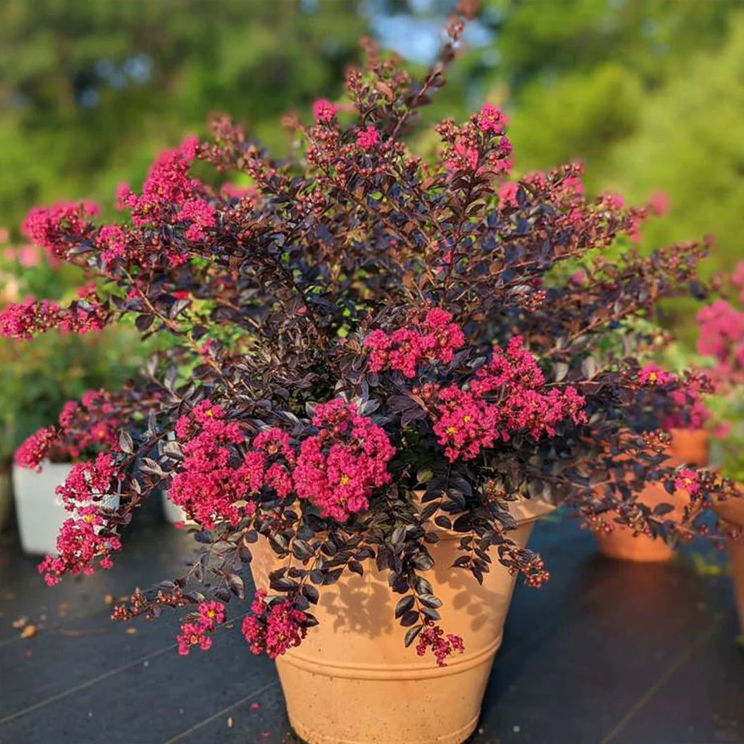 Black Diamond® Pave Pink⢠Crape Myrtle Bush