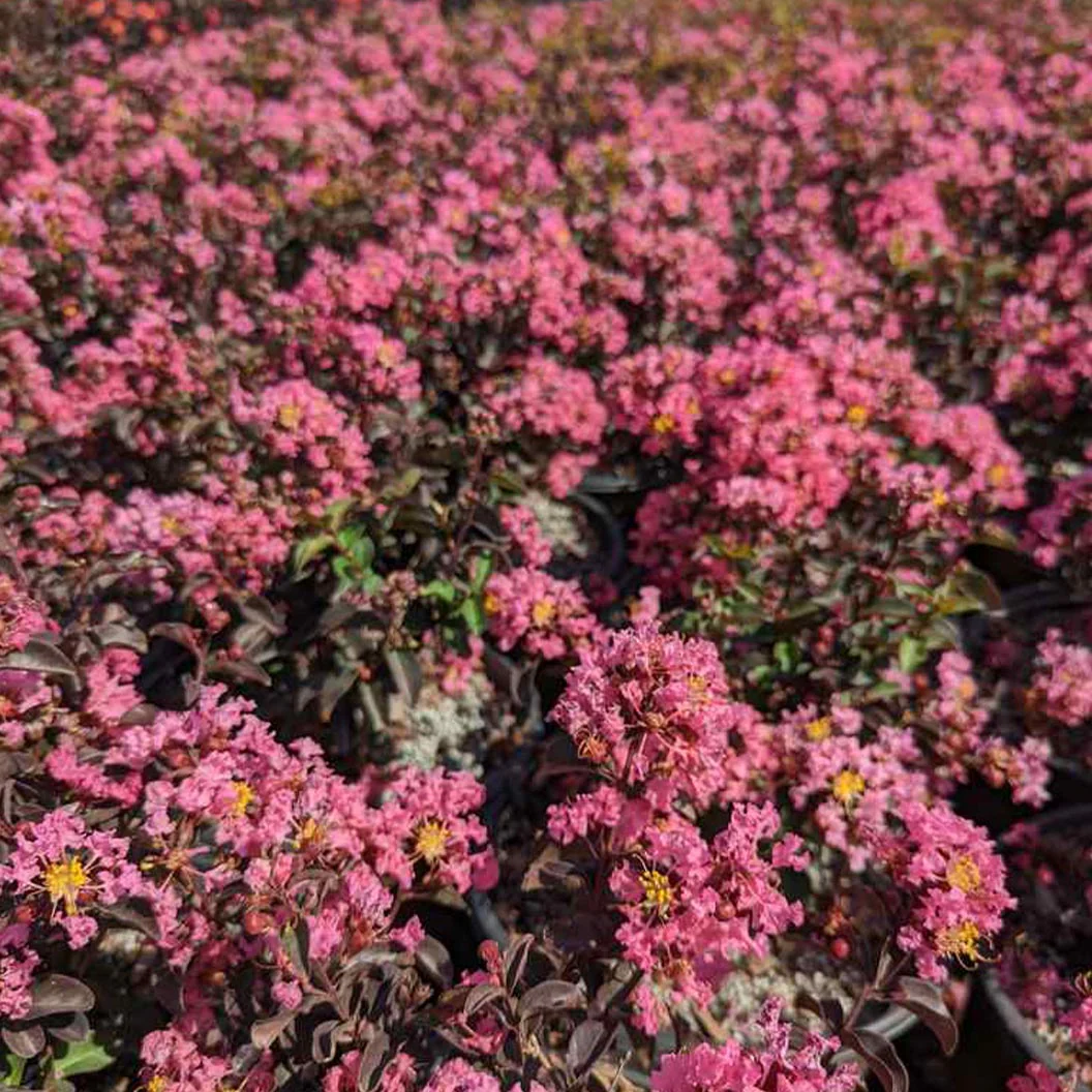Black Diamond® Pave Pink⢠Crape Myrtle Bush - Image 3