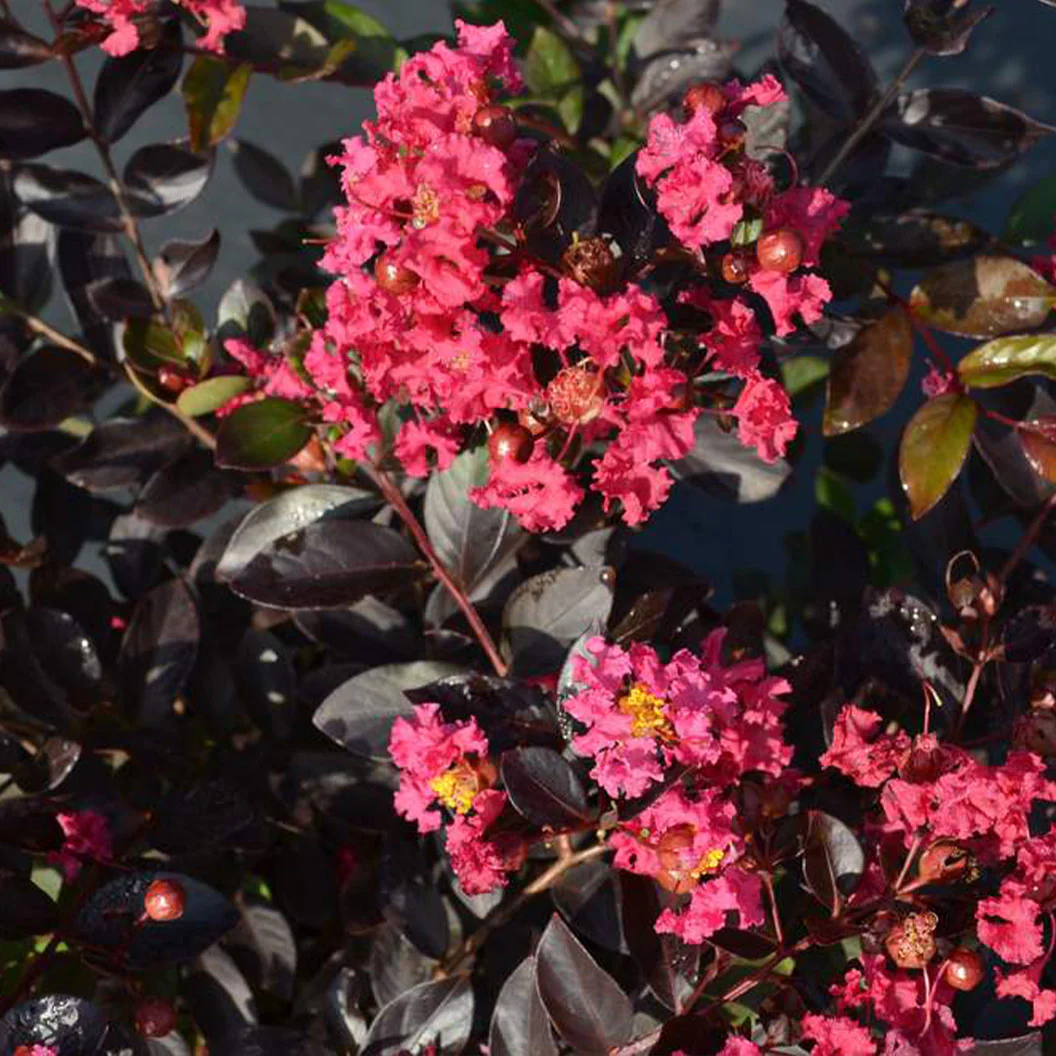 Black Diamond® Pave Pink⢠Crape Myrtle Bush - Image 4