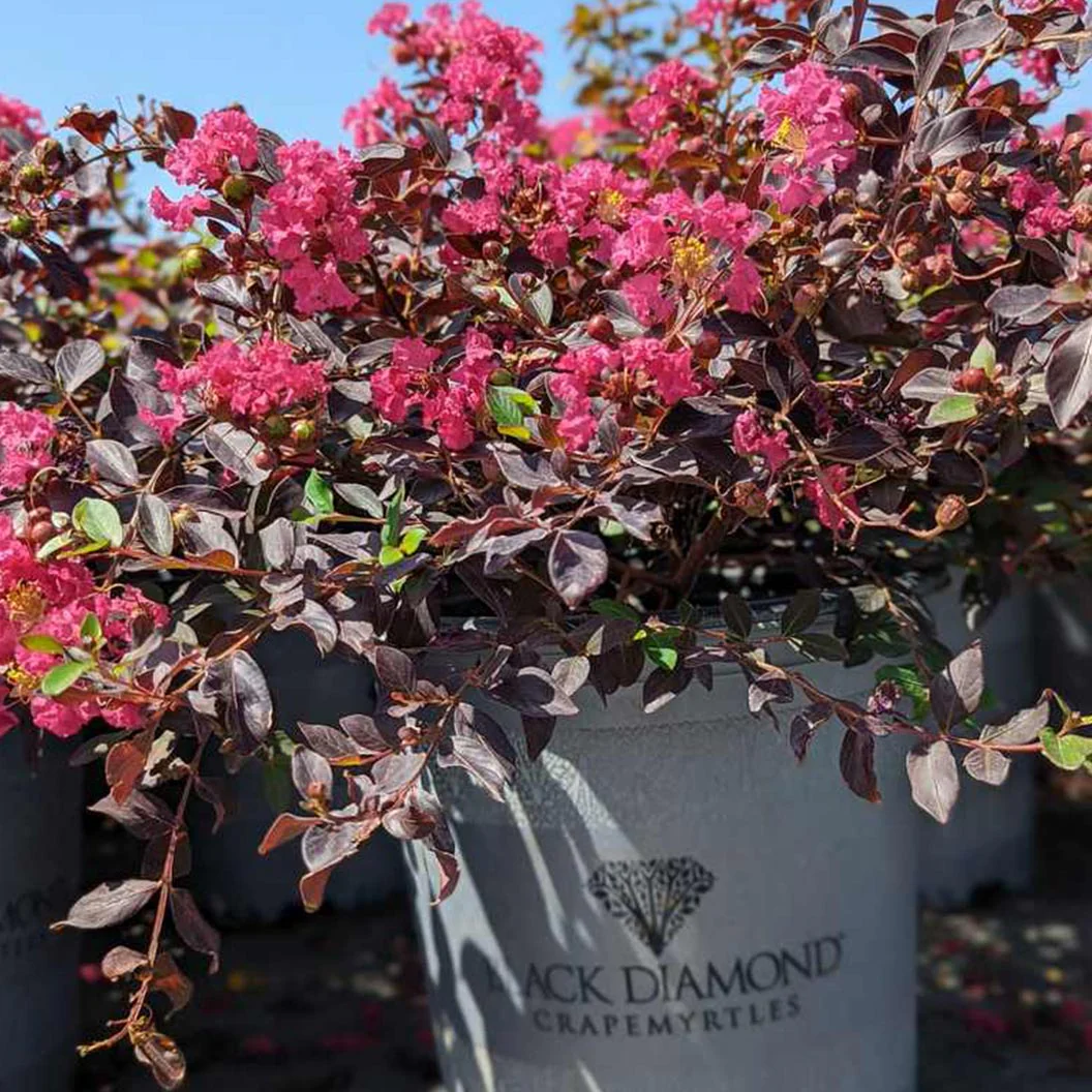 Black Diamond® Pave Pink⢠Crape Myrtle Bush - Image 5