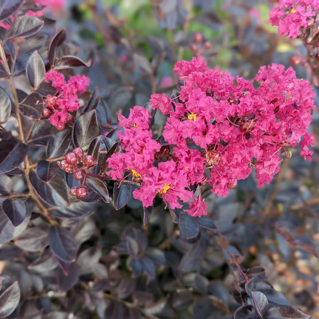 Black Diamond® Pave Pink⢠Crape Myrtle Bush - Image 6