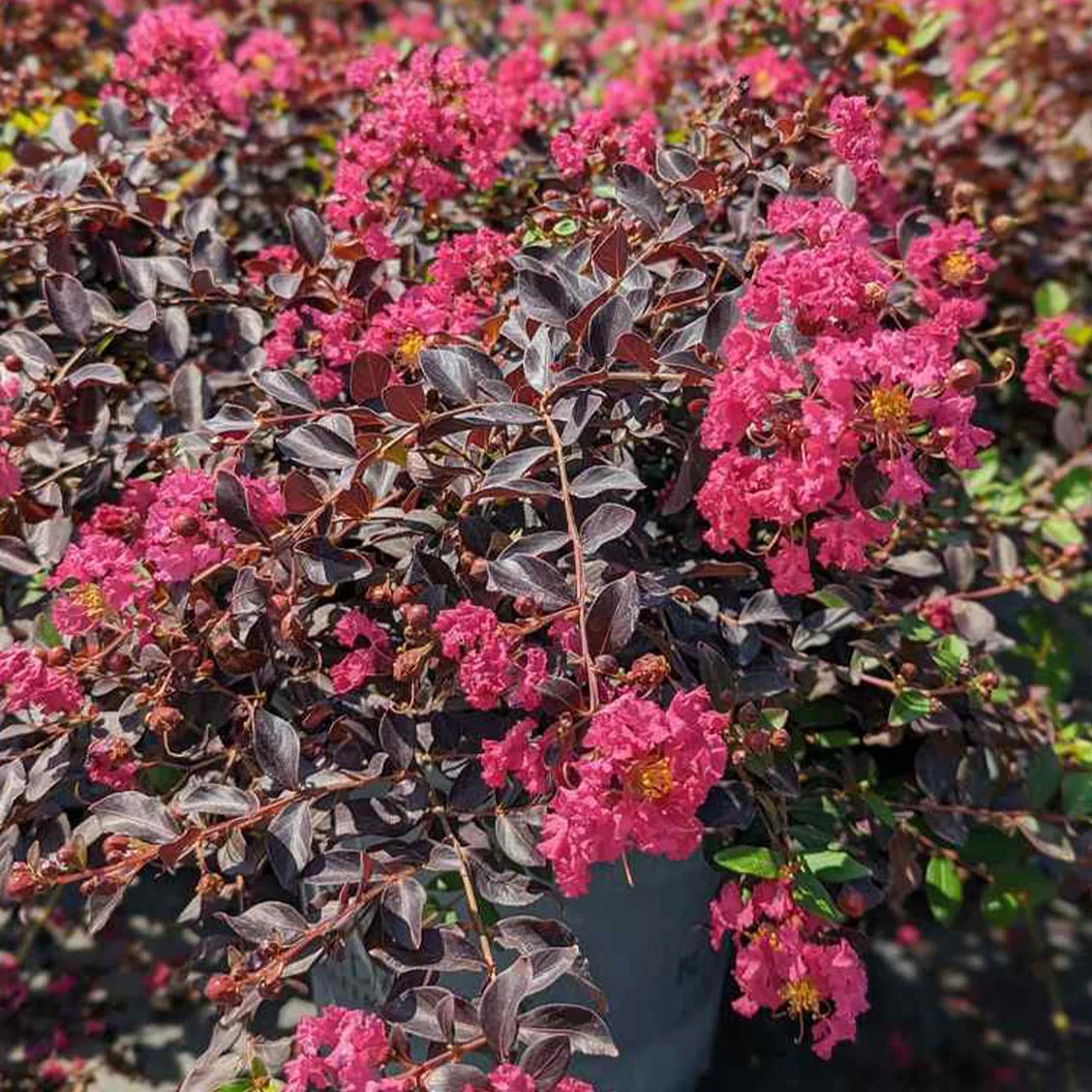 Black Diamond® Pave Pink⢠Crape Myrtle Bush - Image 7