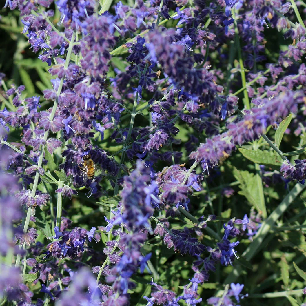 Better Versions® CrazyBlue Russian Sage Plant - Image 3