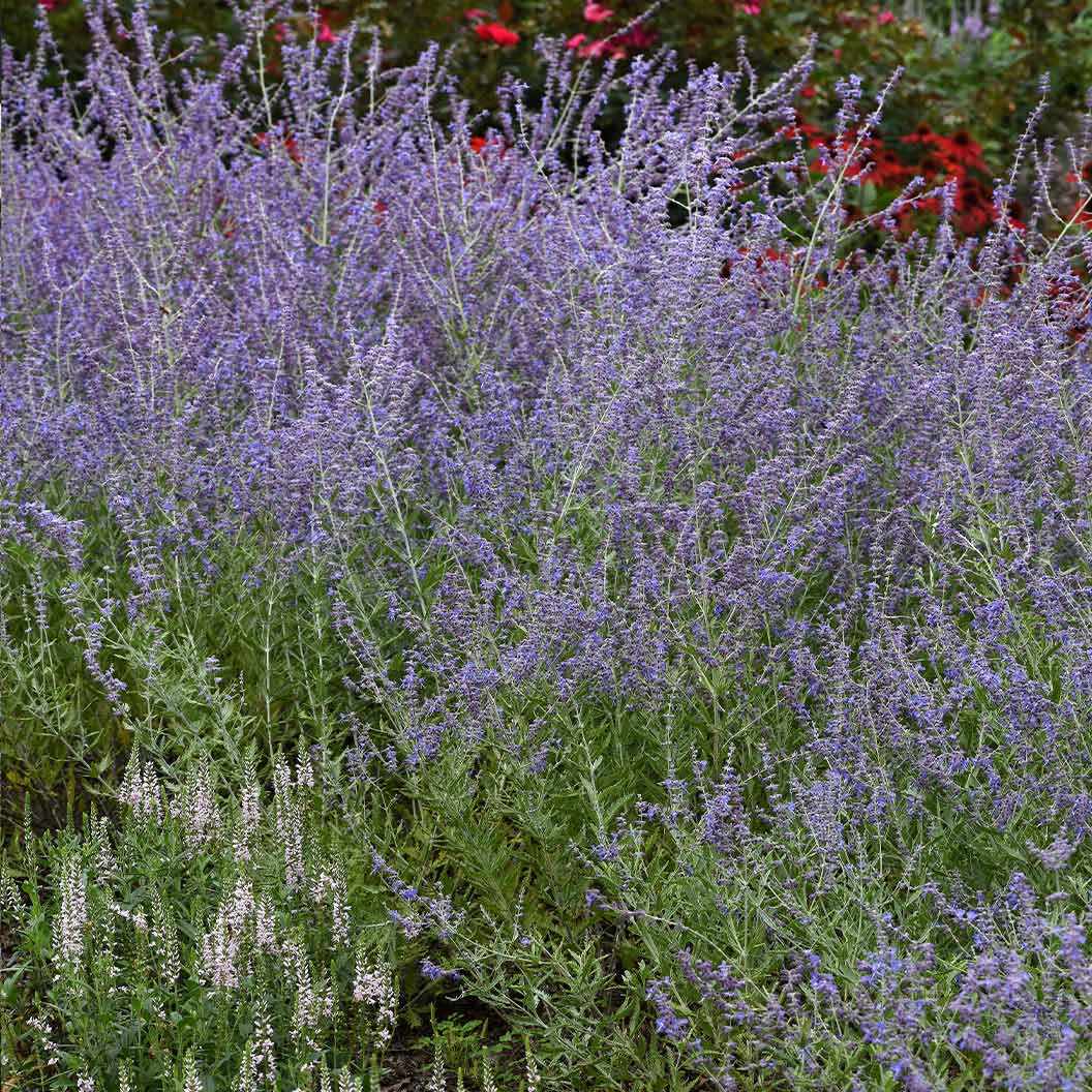 Better Versions® CrazyBlue Russian Sage Plant - Image 4