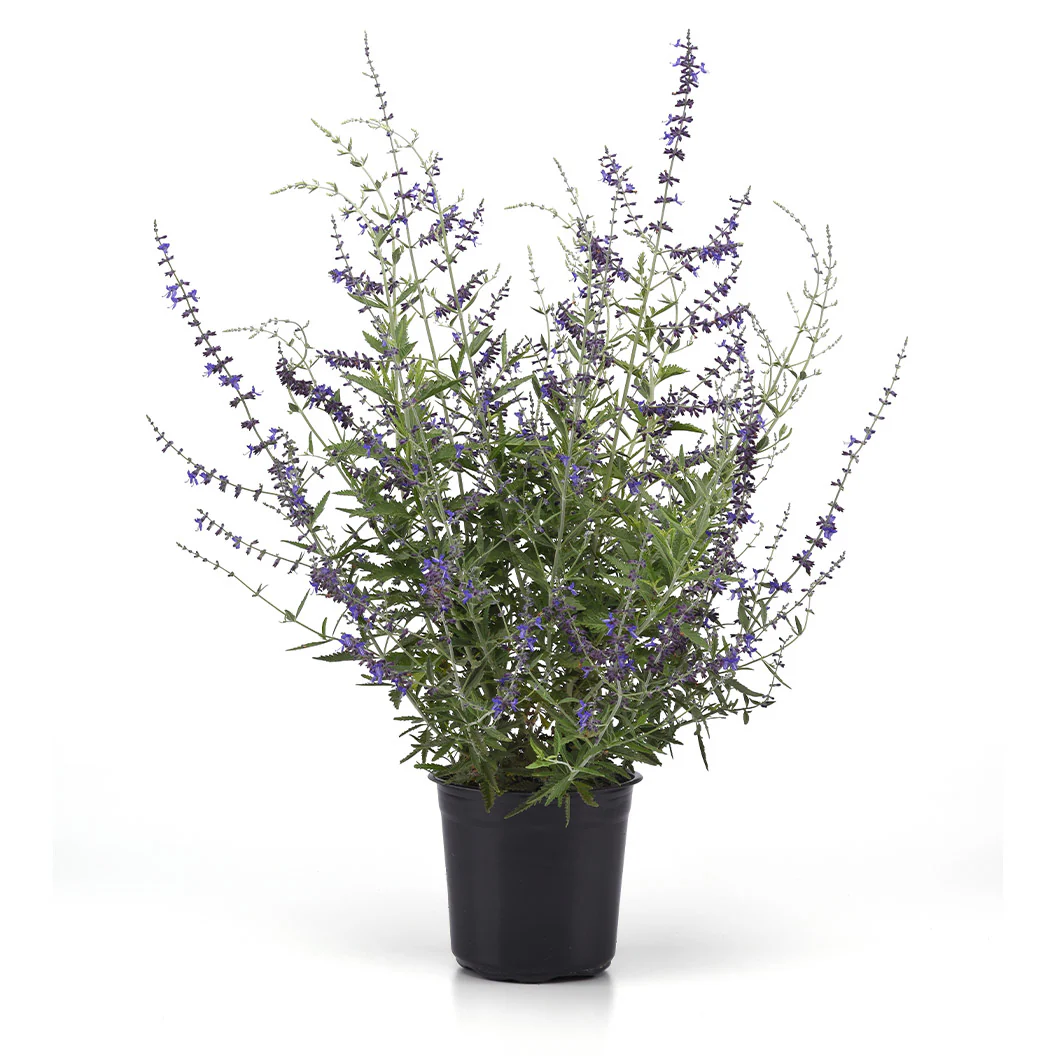 Better Versions® CrazyBlue Russian Sage Plant - Image 5