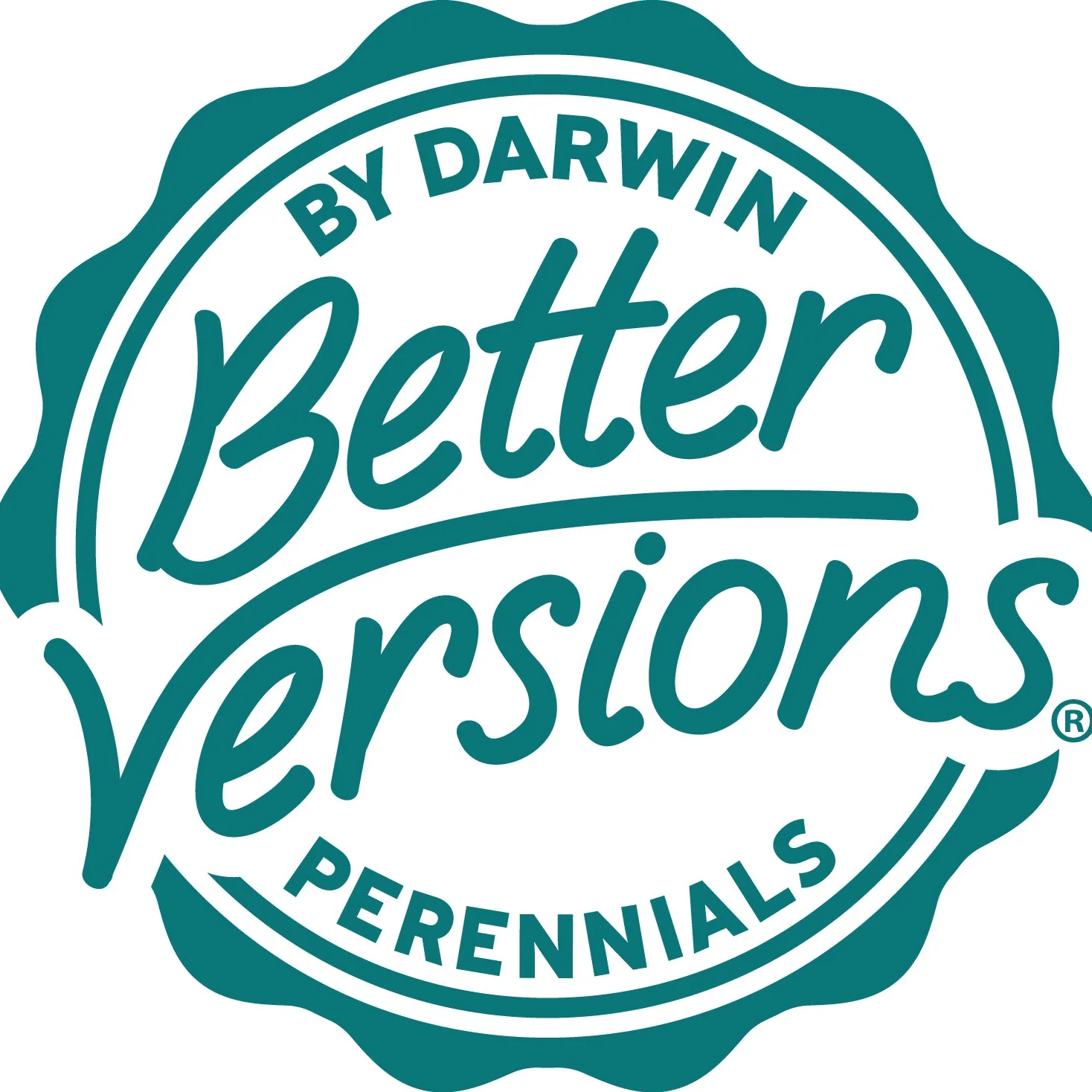 Better Versions® Snowsation™ Candytuft Plant - Image 5