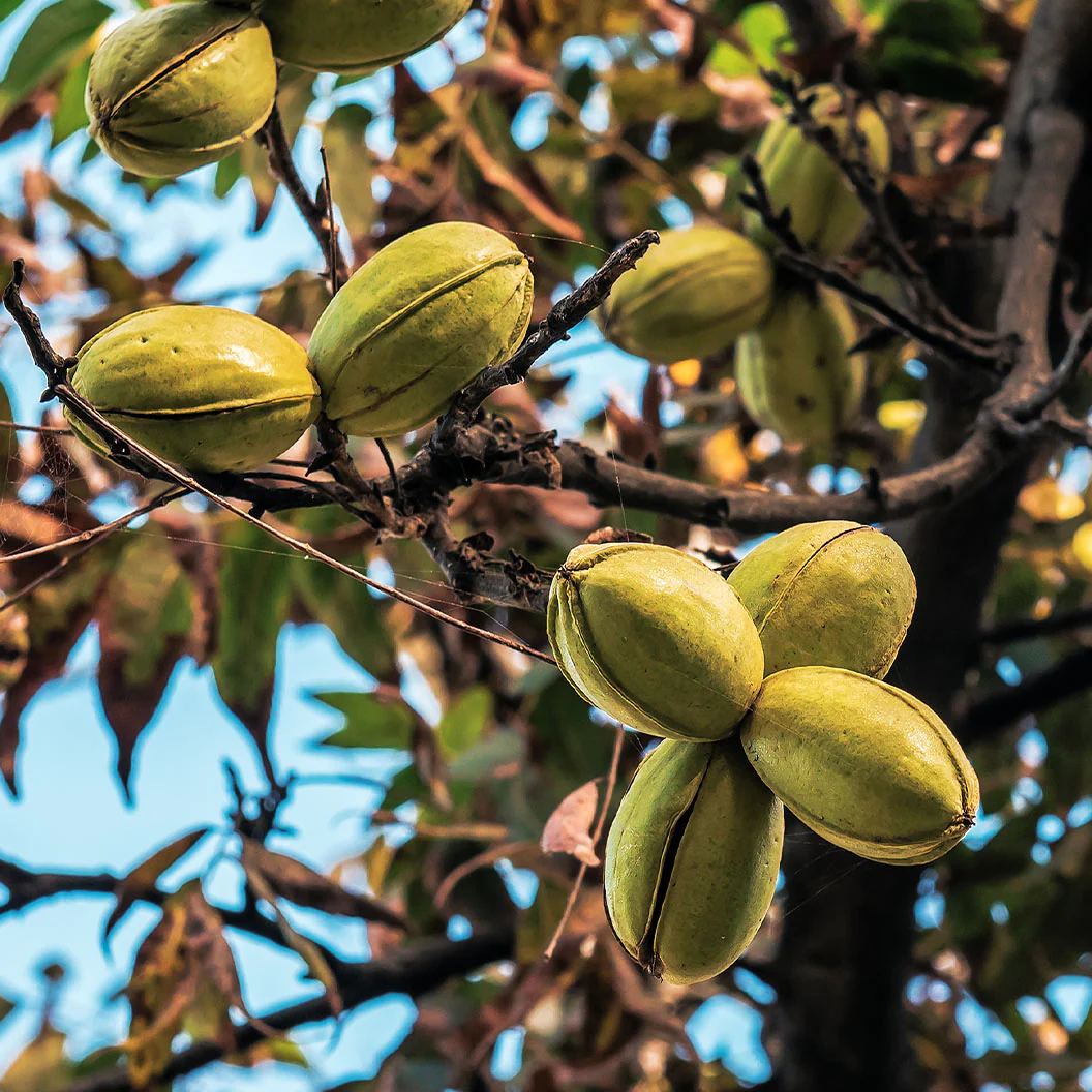 Creek Pecan Tree - Image 2