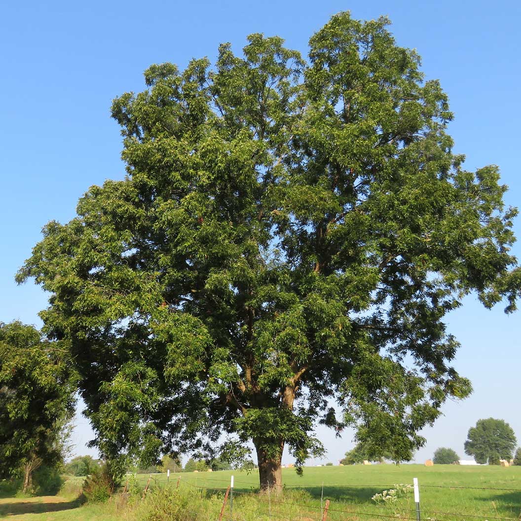 Creek Pecan Tree - Image 3