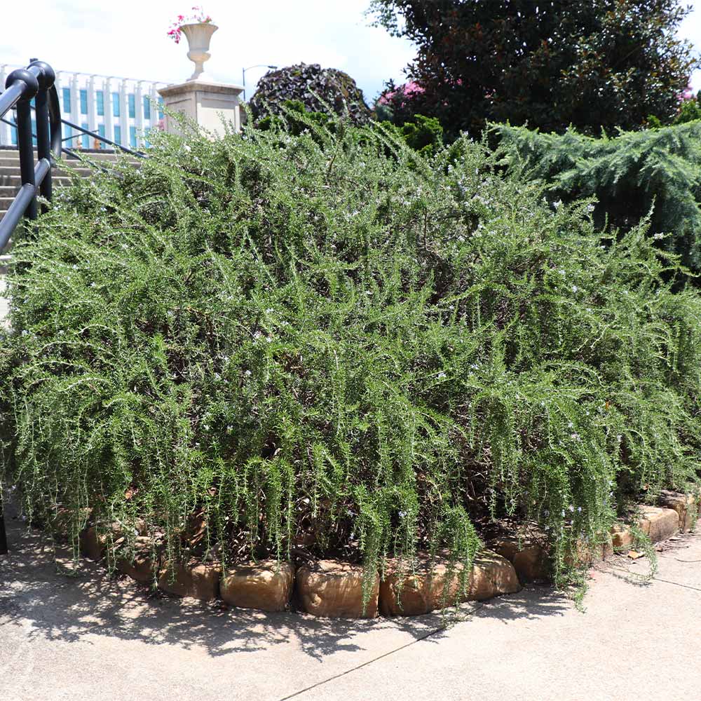 Creeping Rosemary Plant - Image 4