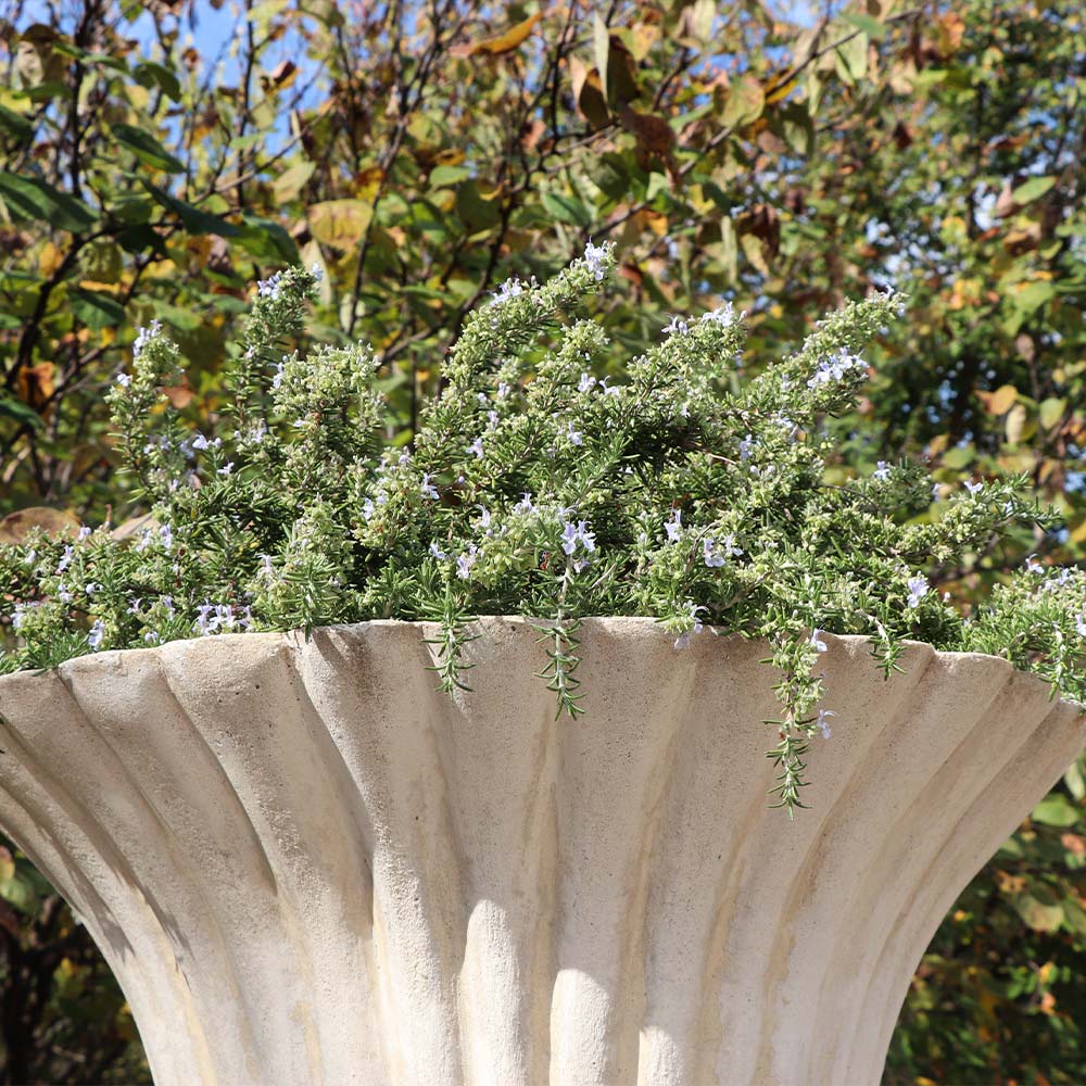Creeping Rosemary - Image 3